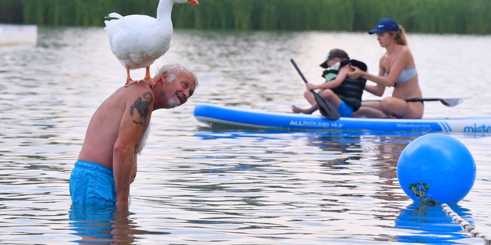 Gąsior Pipa zachwyca turystów odwiedzających Jezioro