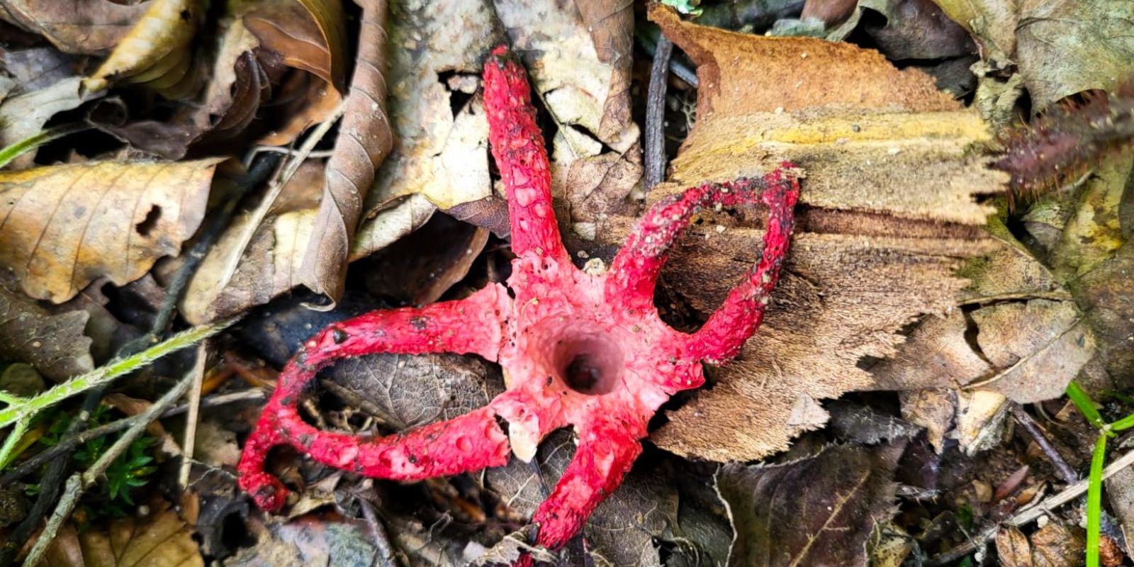 Okratek australijski, czyli palce diacła