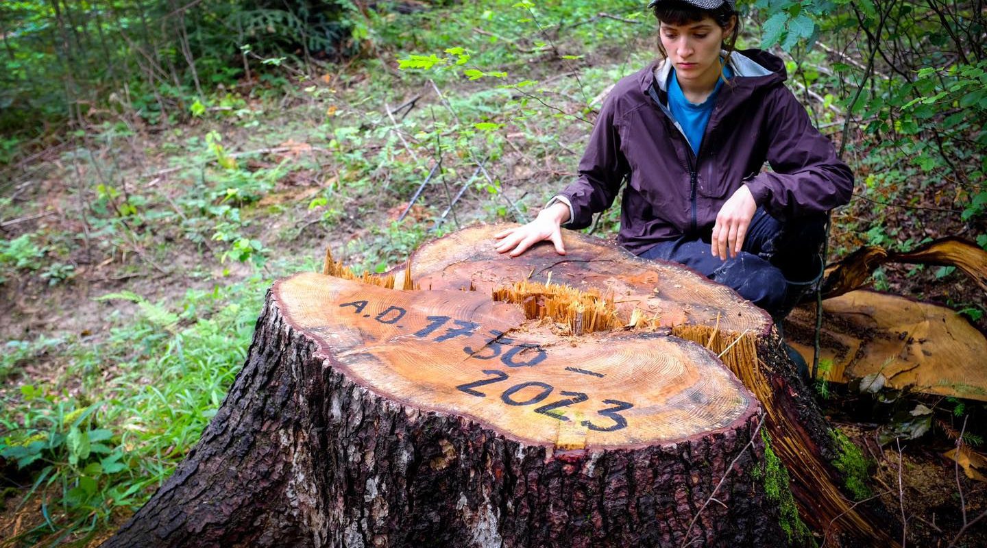 Aktywistka z Dzikich Karpat przy wyciętym drzewie w Bieszczadach