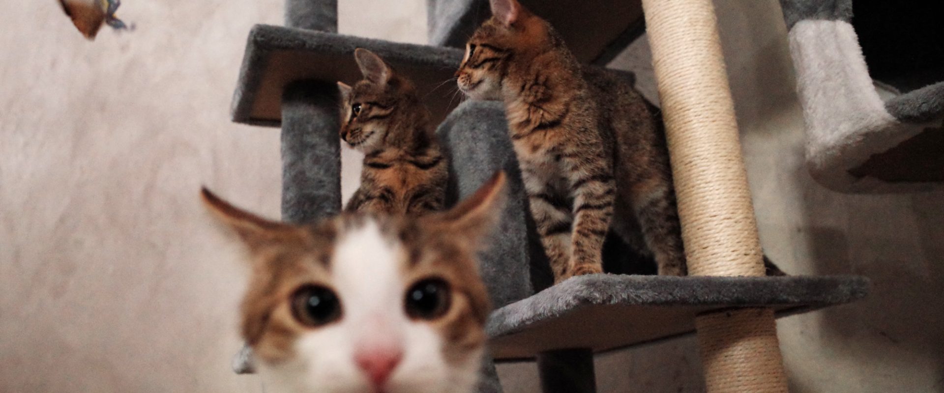 Koty z kociej kawiarni w Rzeszowie