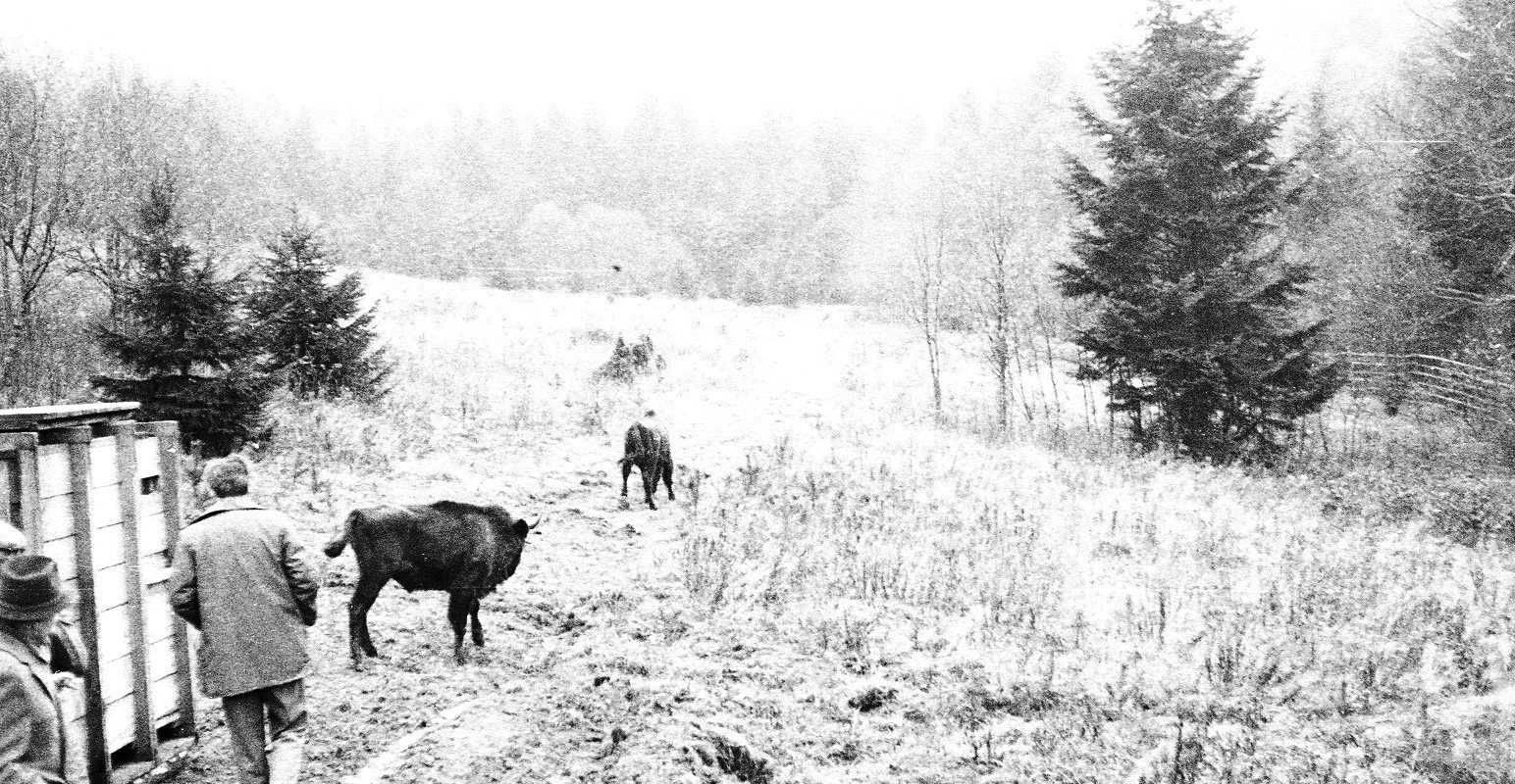 Pierwsze żubry, które wróciły w Bieszczady