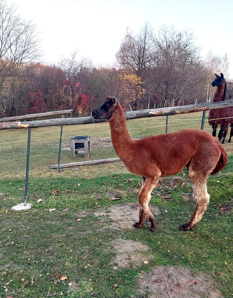 Lama na wybiegu w mini zoo w Jaworniku Polskim