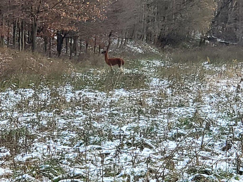 Lama na polu przesypanym śniegiem.