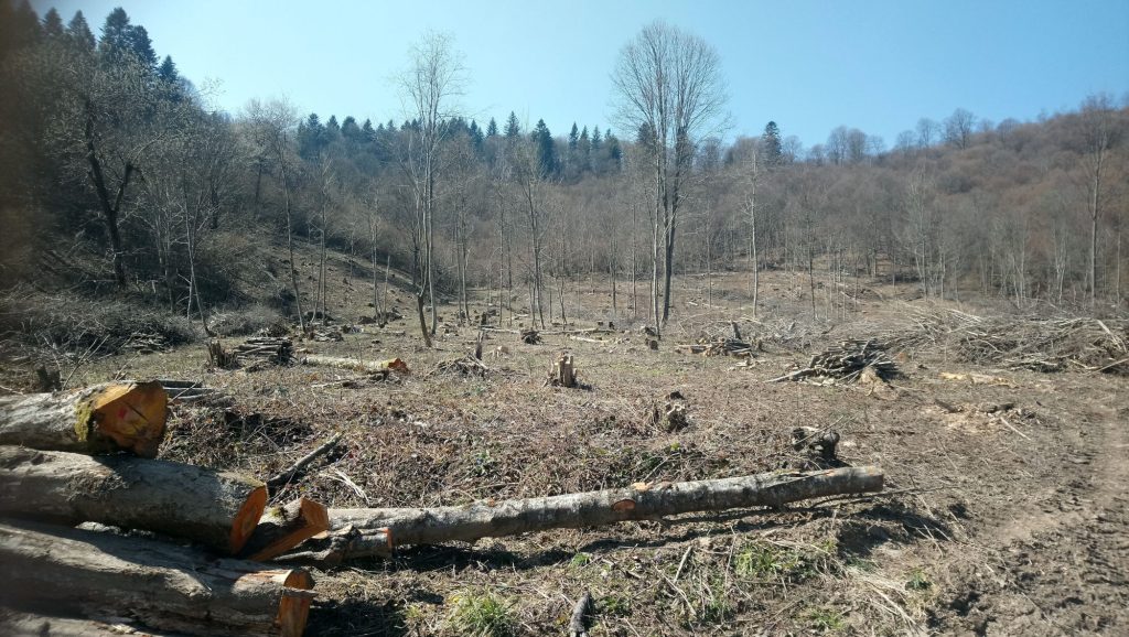 Las w Bieszczadach po wycince drzew