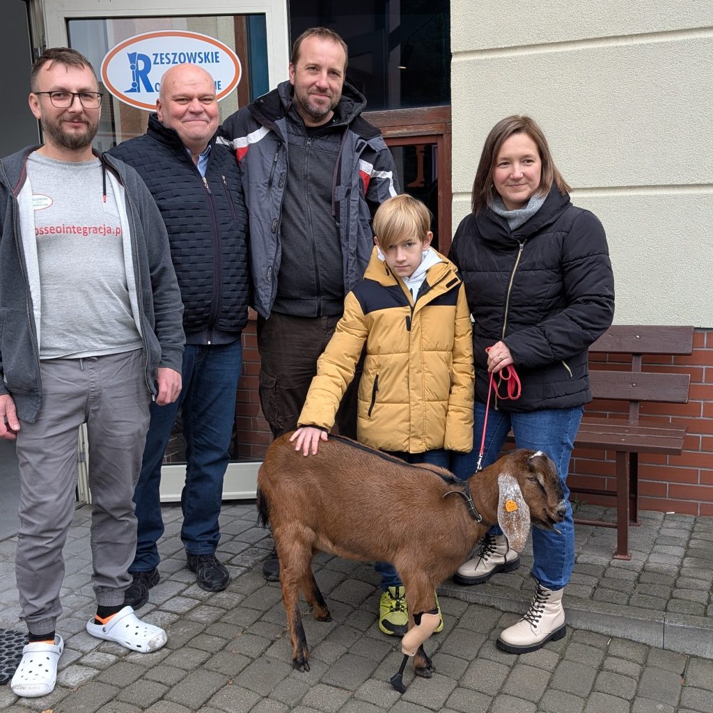 Koza o wdzięcznym imieniu Bazylia, po amputacji nóżki (żeby koza nie skakała toby nóżki nie złamała), zyskała nowe, bardziej komfortowe życie. Tomasz Kot z Rzeszowskich Zakładów Ortopedycznych, wykonał jej protezę. Bazylia teraz znowu będzie mogła biegać i skakać.