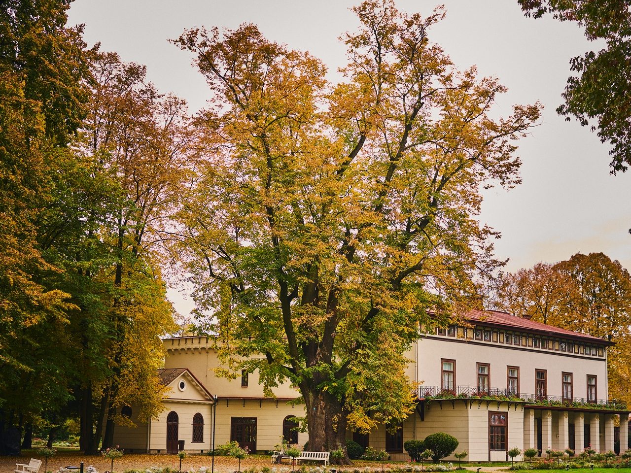 Lipa Sobieskiego z Przeworska walczy o tytuł Drzewa Roku 2026! Pomóżmy jej wygrać! Głosowanie tylko do 30 czerwca