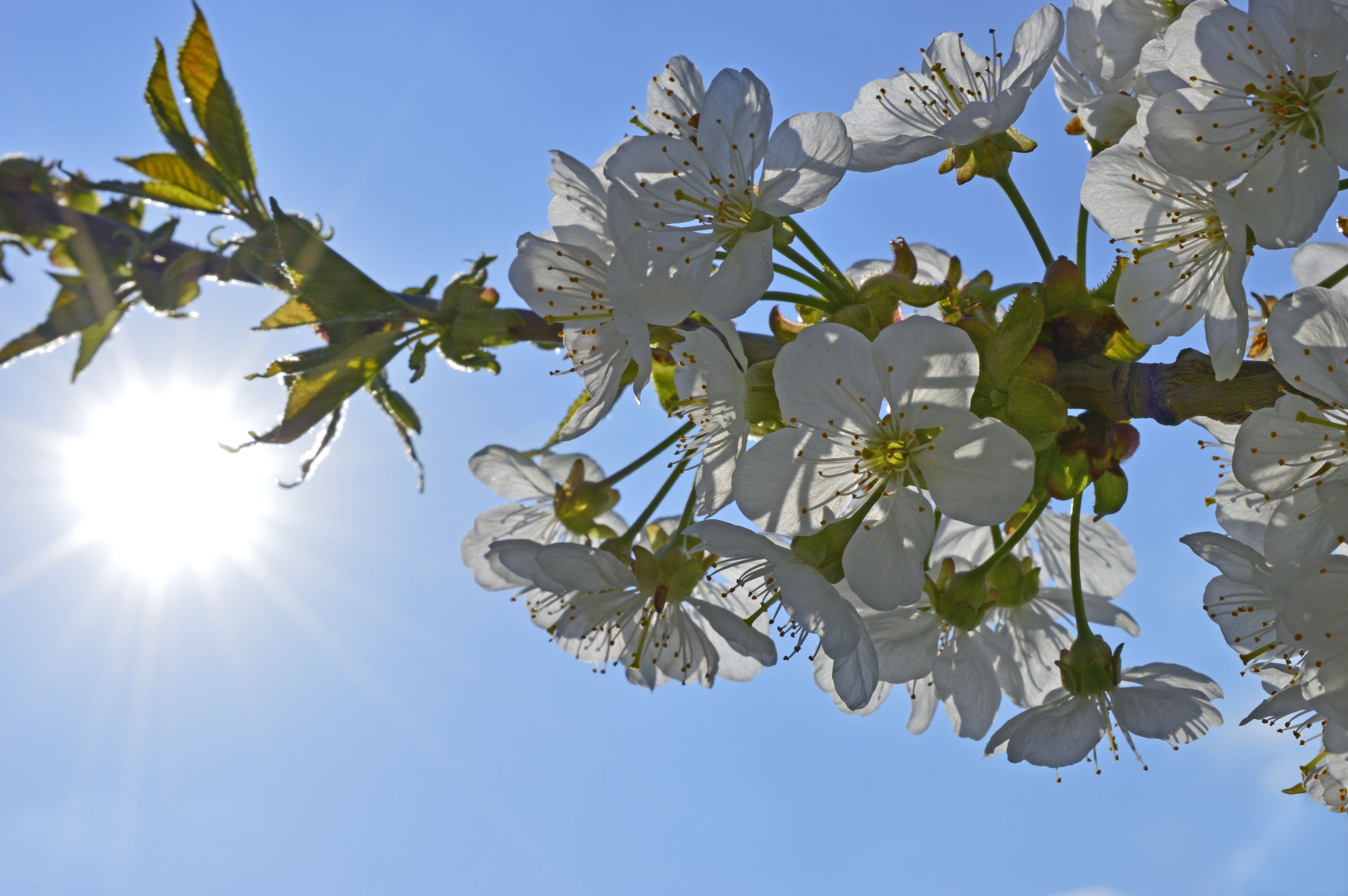 Słoneczna ofensywa wiosny. Polska szykuje się na pogodową niespodziankę 