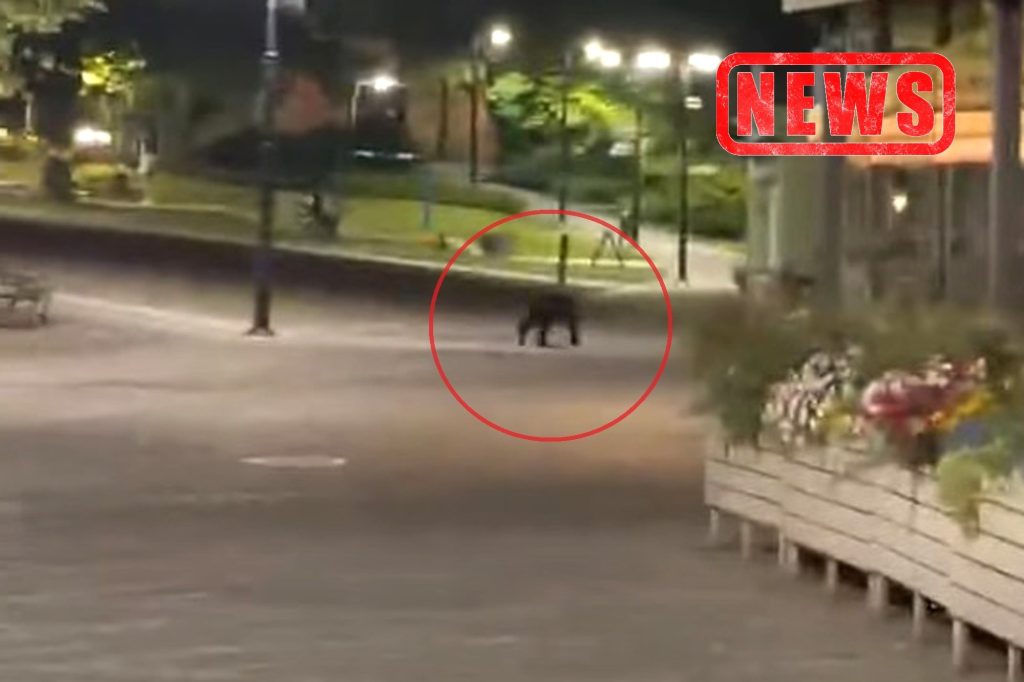 Niedźwiedź na ulicach Przemyśla!