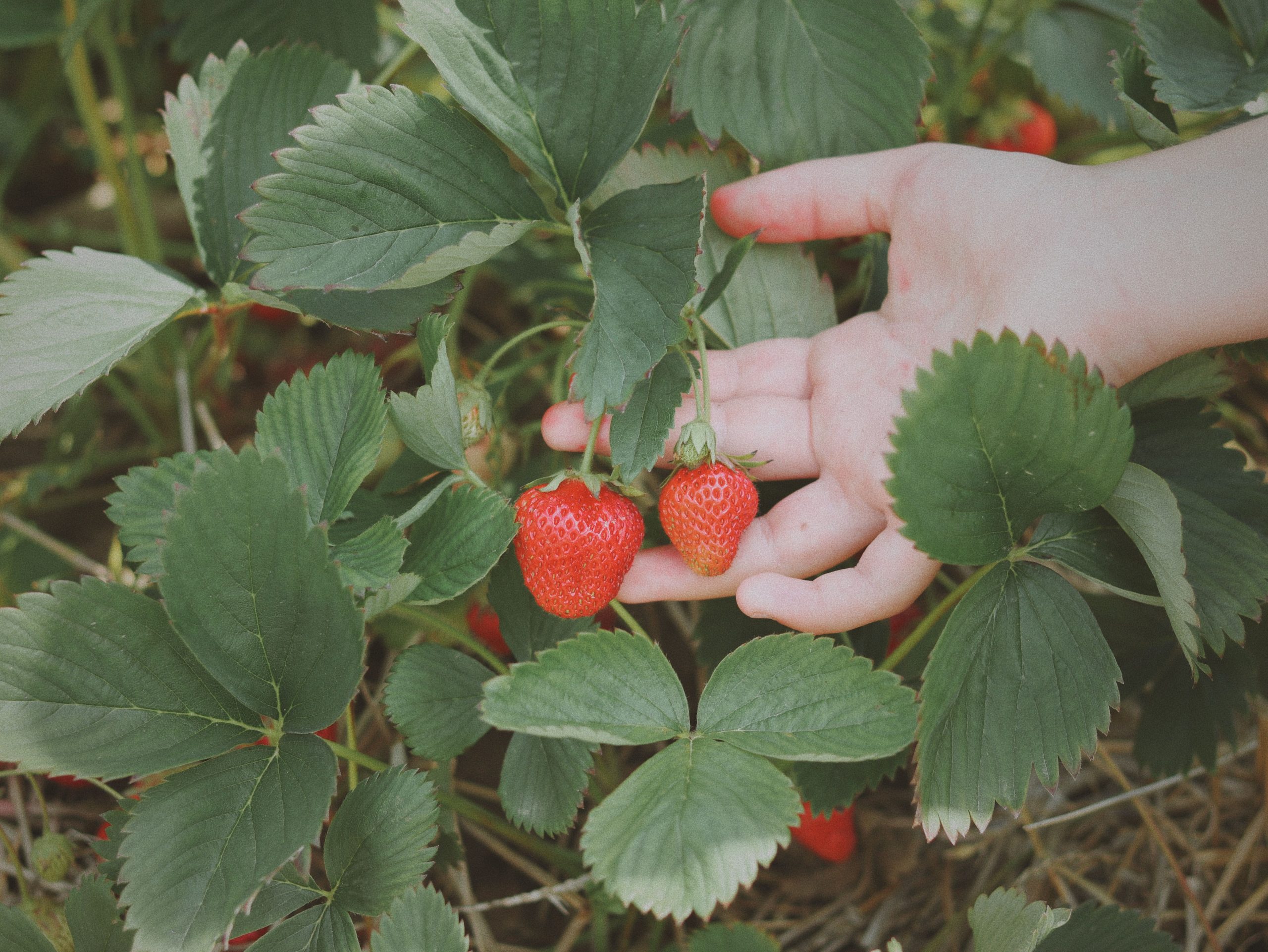 Opisała pracę na plantacji truskawek. „Byłam na zbiorach 33 dni i przepracowałam całe 33 dni”