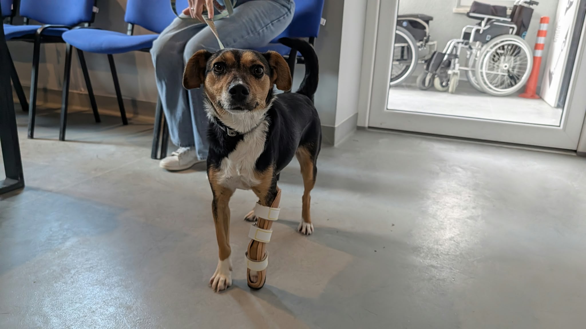 Kolejne zwierzaki zyskały szansę na lepsze życie. W Rzeszowie robią protezy dla czworonogów!