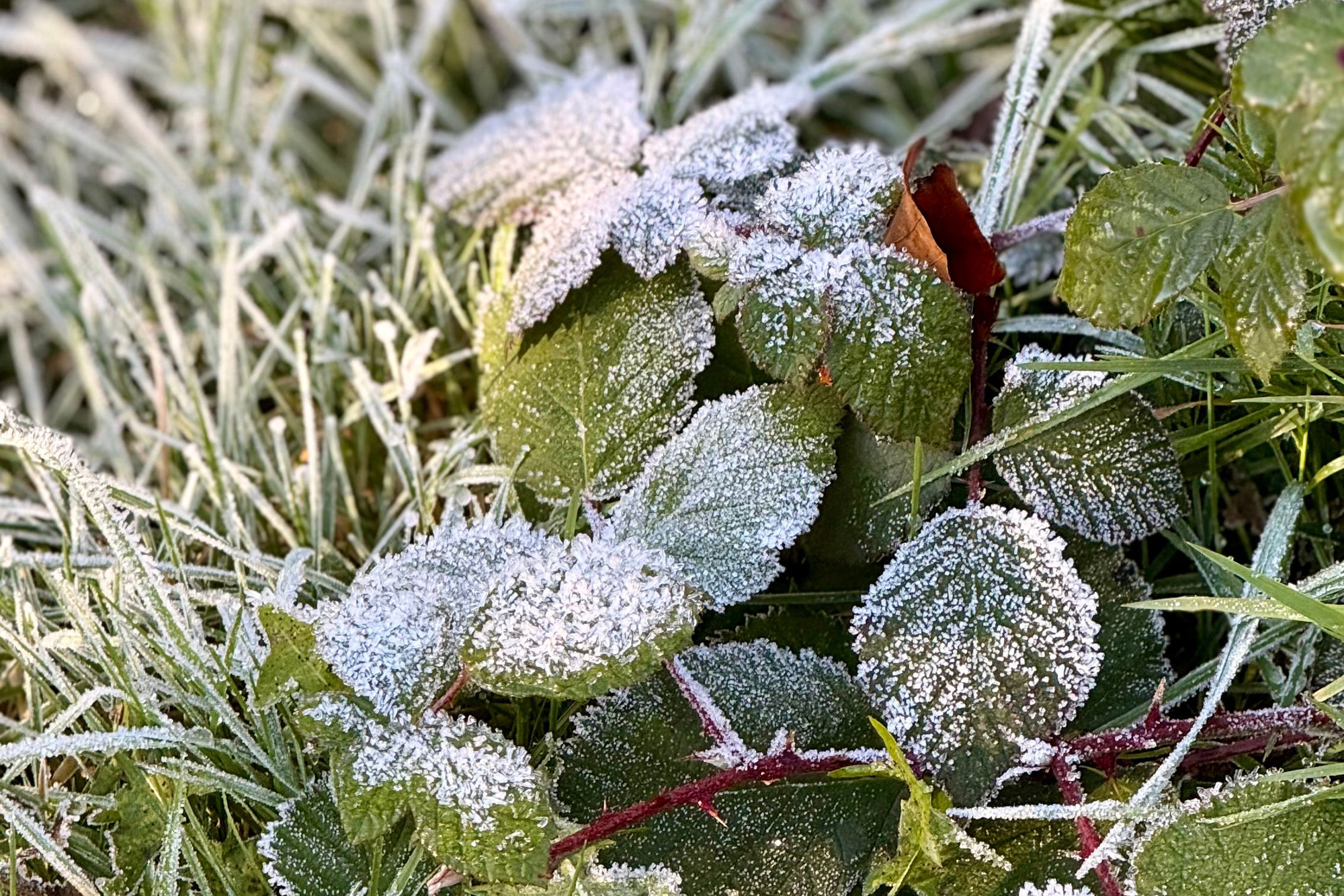 Zimny początek tygodnia w Polsce. Przymrozki i spadki temperatury poniżej zera 
